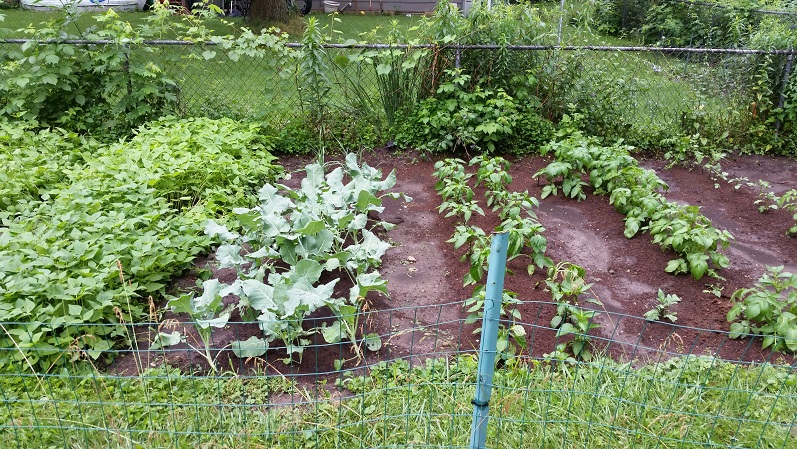 Rows 3 and 4 - Mulching Day